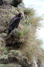 Truthahngeier (4 von 14).jpg